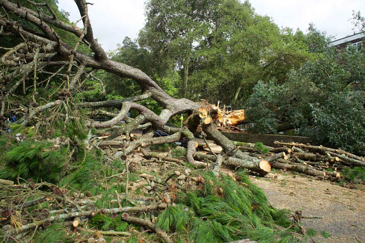 Dead Tree Removal in Cocoa, FL